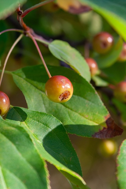此番双线出 此番双线出